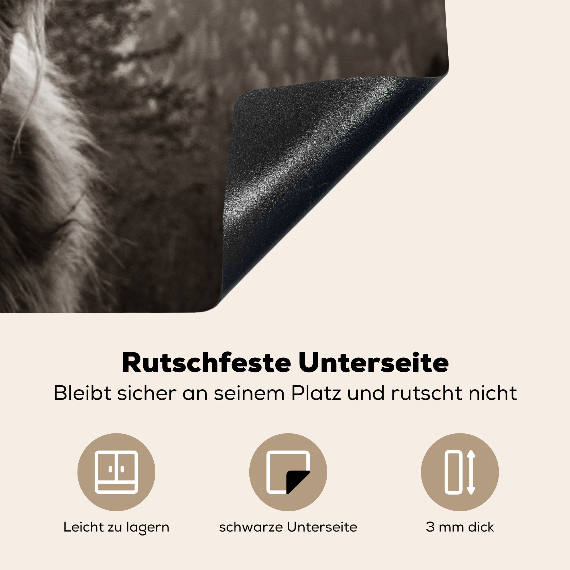 Kuh Herdblende-/Abdeckplatte cm, Induktionskochfeld Vinyl, - Highlander Schottischer - Ceranfeldabdeckung Weiß, (1 die tlg), für Schutz küche, - - MuchoWow 81x52 Tiere Schwarz