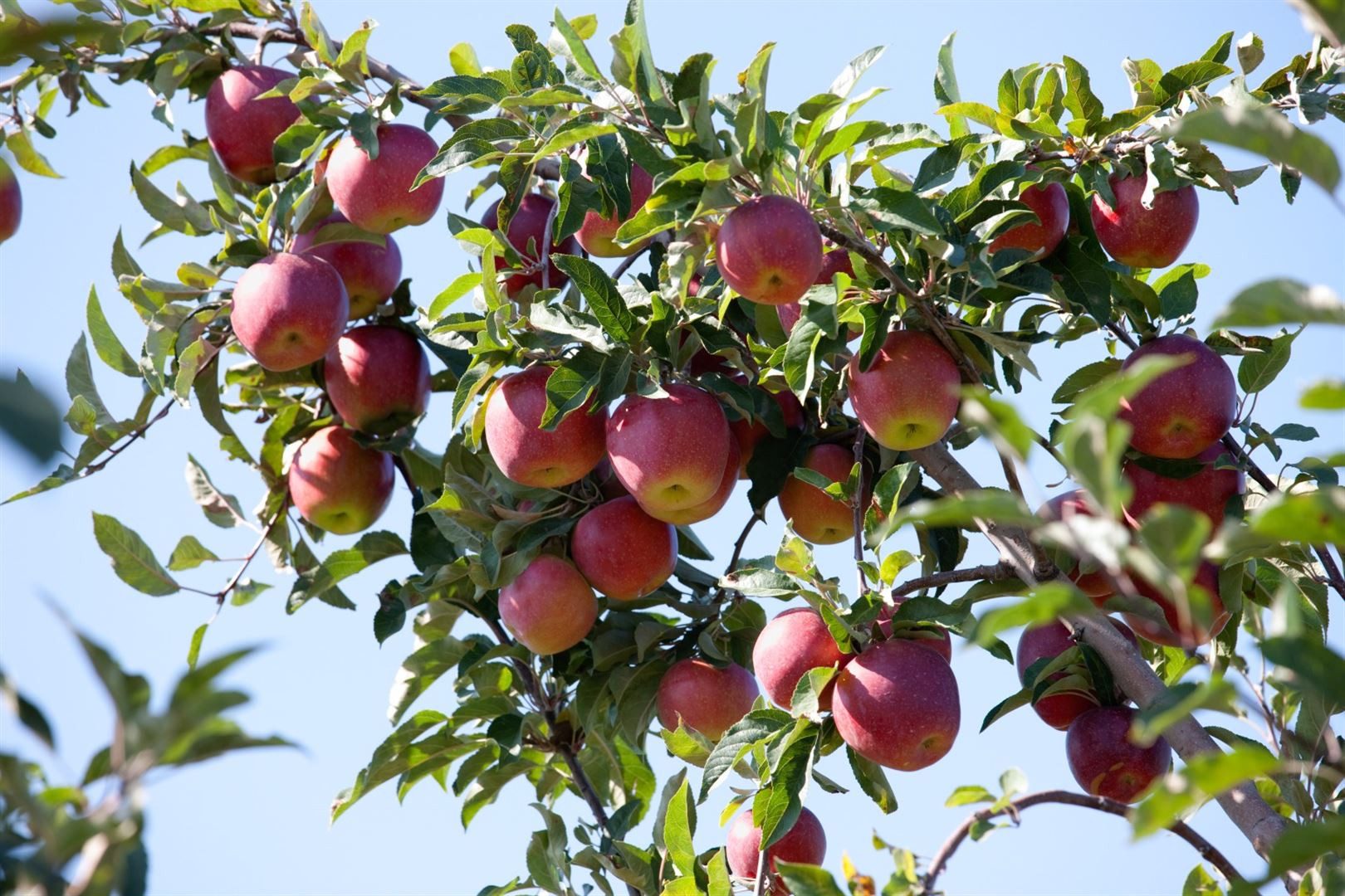 Pflanzen für Dich Obstpflanze Malus Gloster 69, 1 St., Gloster-Apfel, Apfelbaum, rote Äpfel, winterhart