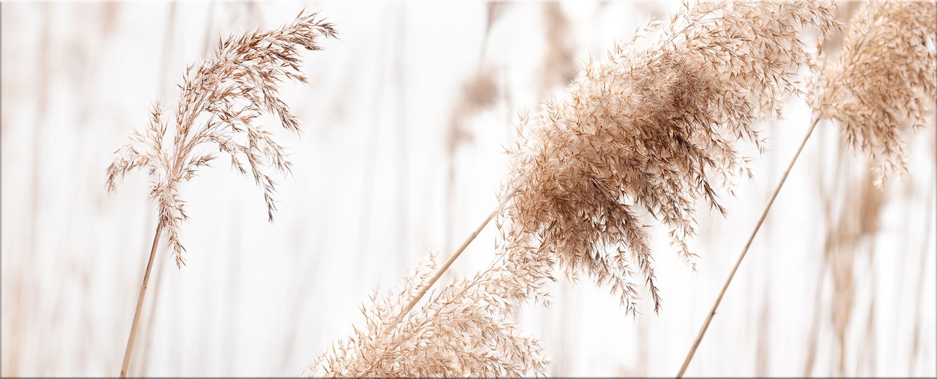 artissimo Glasbild Glasbild XXL 125x50 cm Bild aus Glas groß hell beige weiß Gräser, Natur und Pflanzen: Pampas-Gras im Wind
