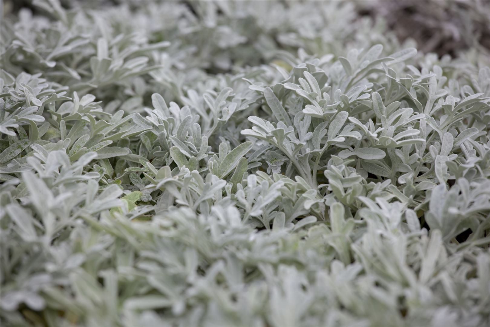 Pflanzen für Dich Staude Artemisia stelleriana, 1 St., Silberraute, Steller-Wermut, Strand-Wermut