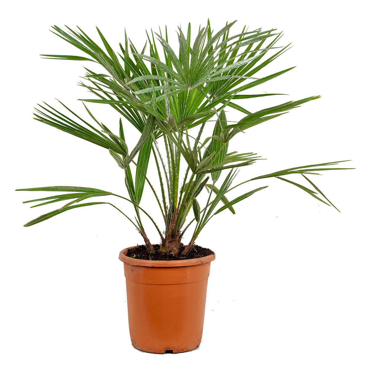 Bloomique Kübelpflanzen Bloomique - Chamaerops Humilis - Europäische Zwergpalme - Palmen Winte, 1 St.
