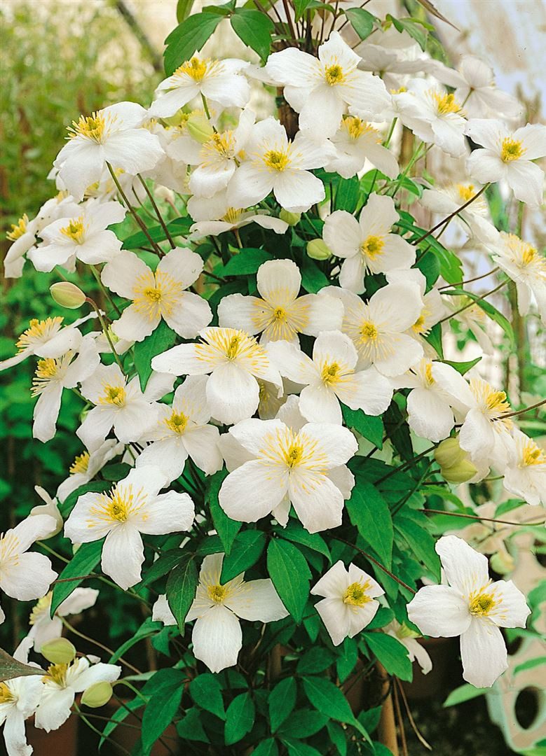 Pflanzen für Dich Kletterpflanze Clematis montana Superba, 1 St., Berg-Waldrebe, Anemonen-Waldrebe, rosarot, schnellwachsend