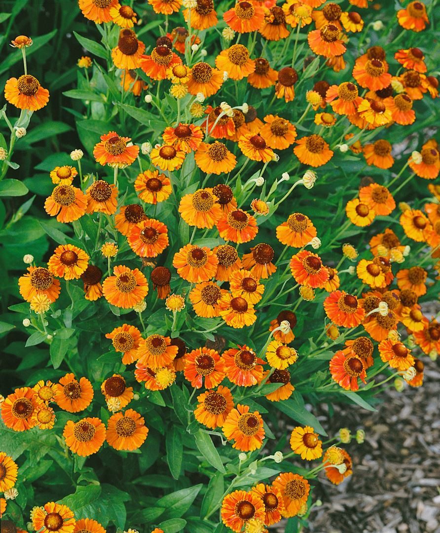Pflanzen für Dich Staude Helenium 'Sahin's Early Flowerer', 1 St., Sonnenbraut