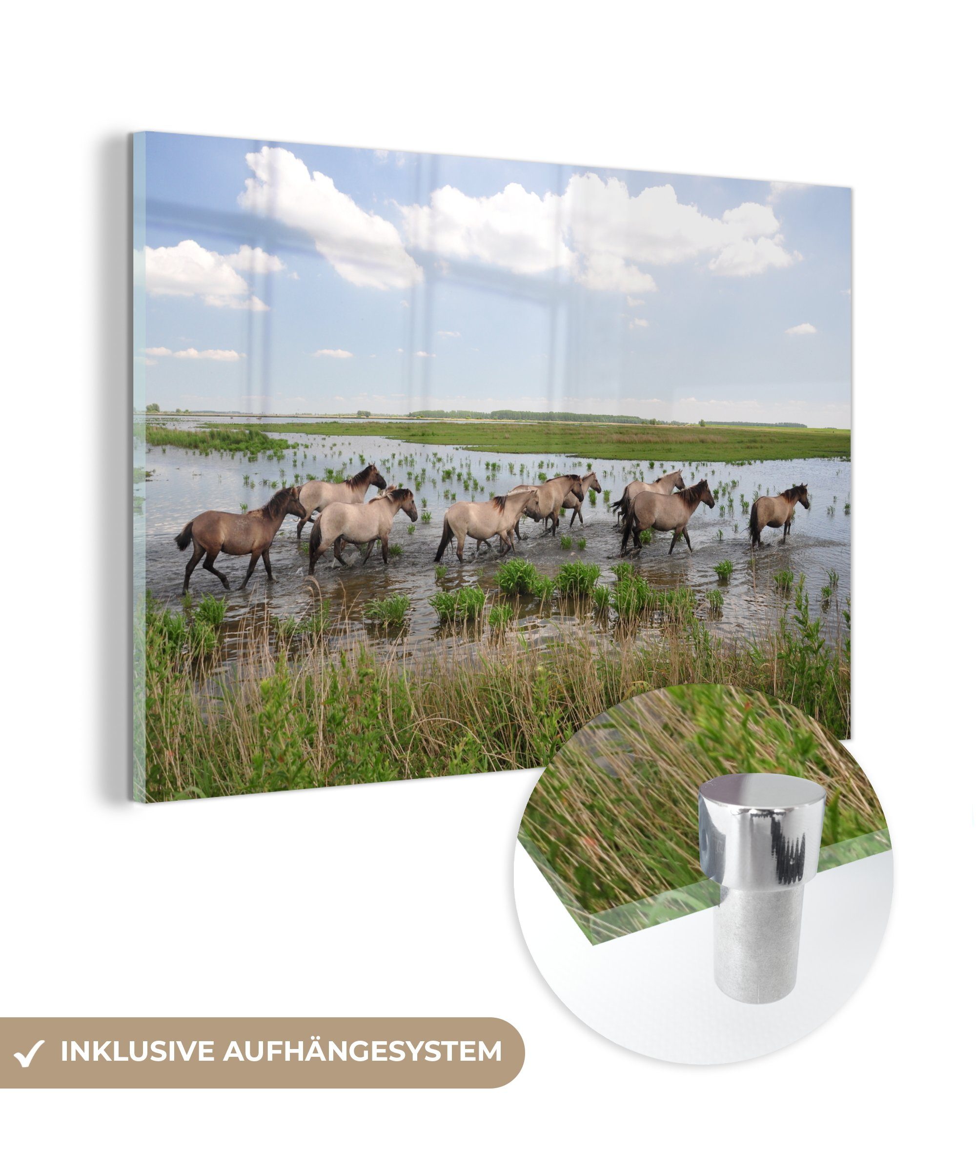 MuchoWow Acrylglasbild Pferde - Wasser - Lauwersmeer, (1 St), Acrylglasbilder Wohnzimmer & Schlafzimmer