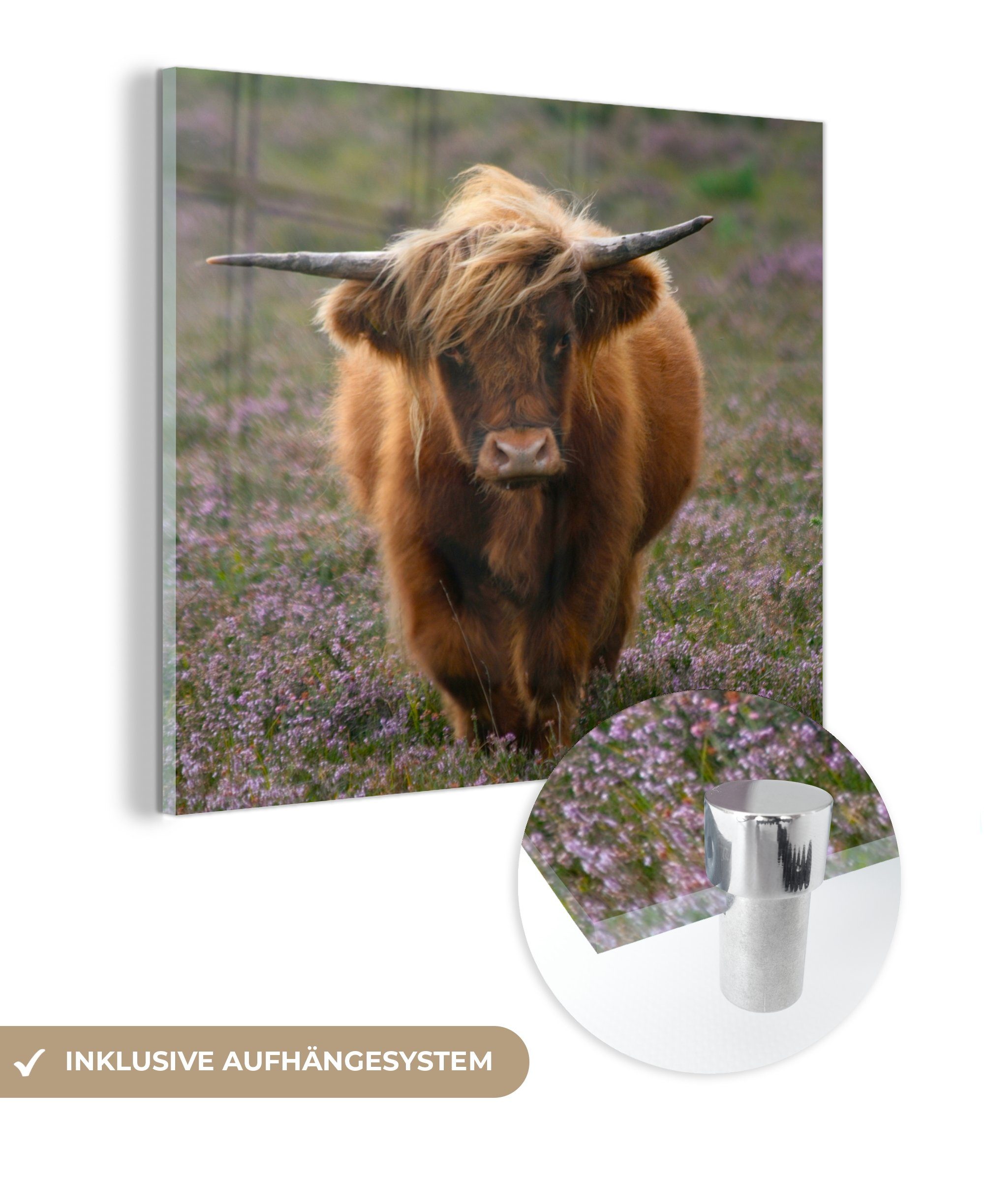 MuchoWow Acrylglasbild Schottische Hochlandbewohner - Heidelandschaft - Tiere, (1 St), Glasbilder - Bilder auf Glas Wandbild - Foto auf Glas - Wanddekoration bunt