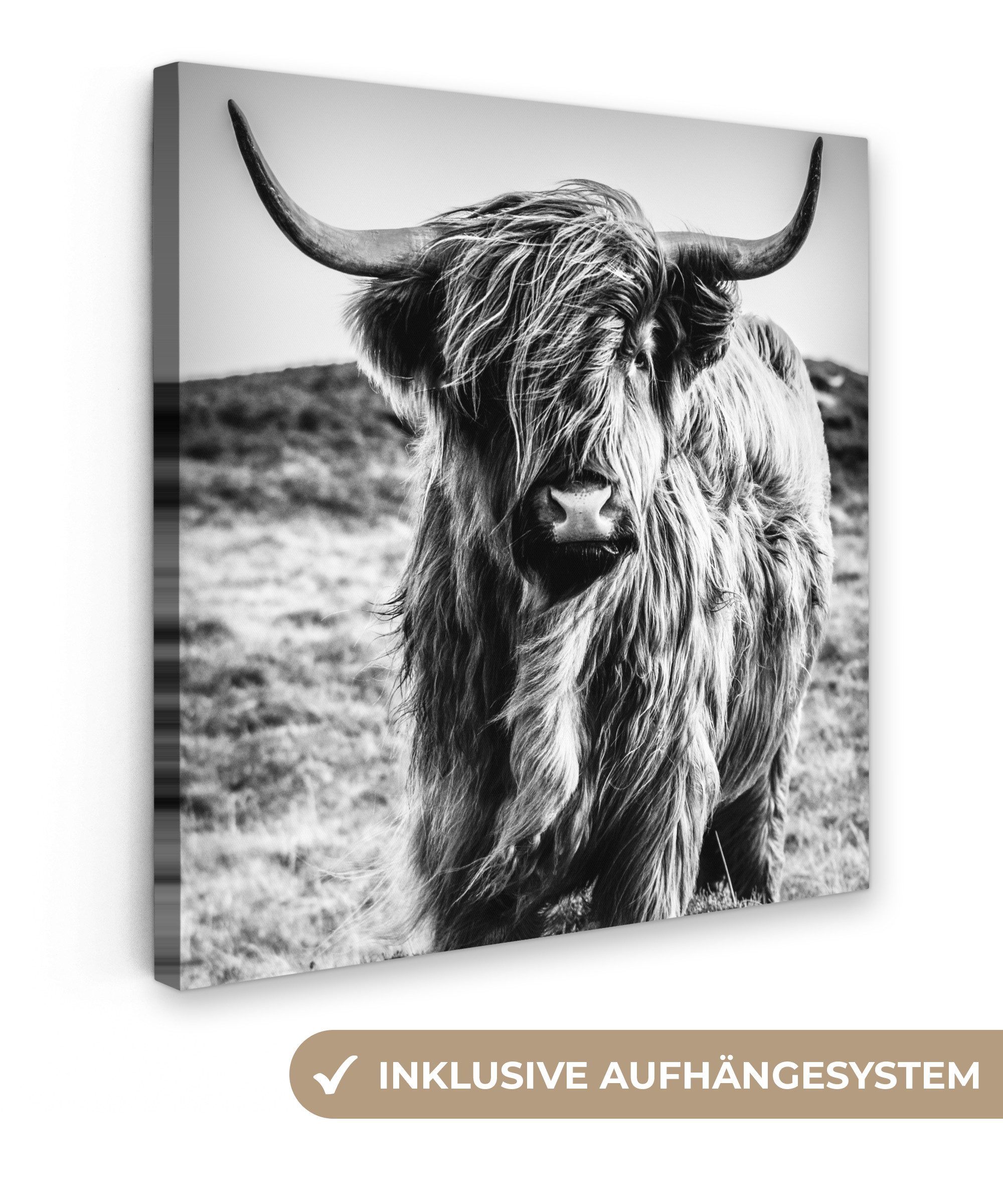 OneMillionCanvasses® Leinwandbild Schottischer Highlander - Natur - Kuh - S günstig online kaufen