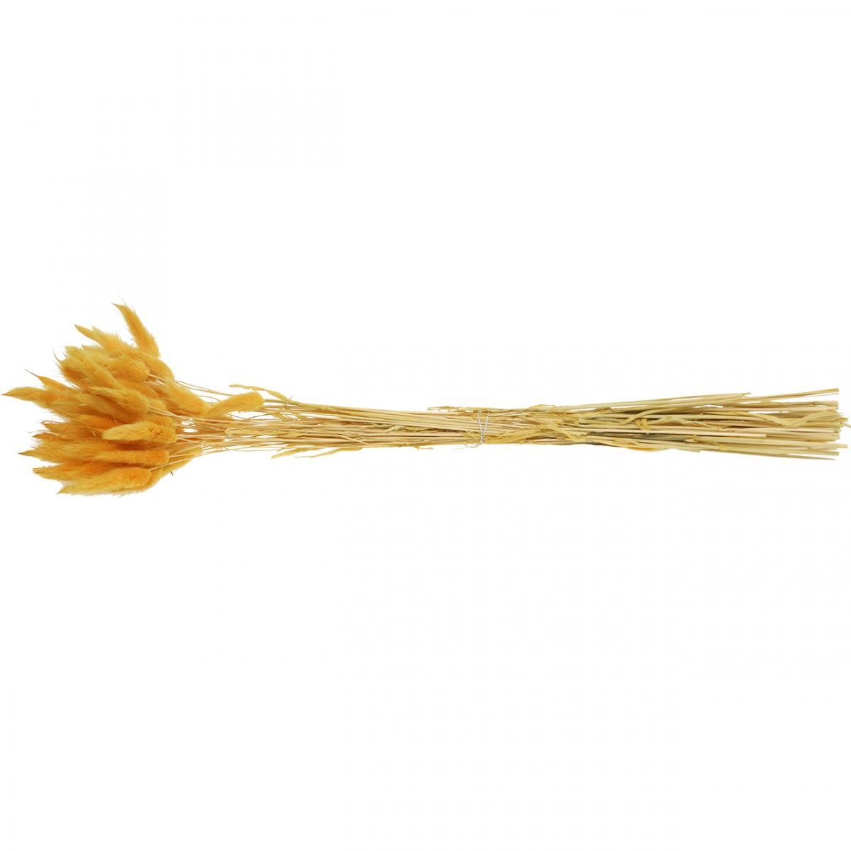 Trockenblume Lagurus Gelb, Dekogras, Hasenschwanz-Gras, Trockenblumen, Florists Products, Höhe 27.5 cm – Bild 5 von 5