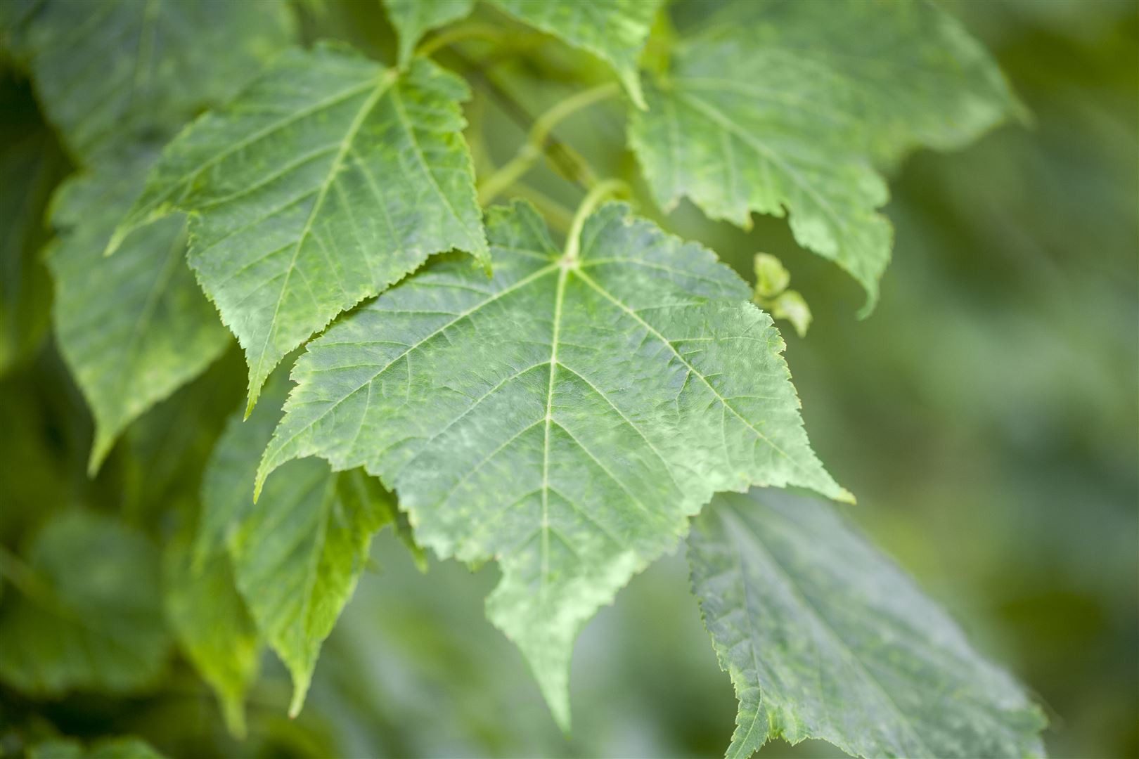 Thumbnail - Pflanzen für Dich Gehölze Acer davidii, 1 St., David-Ahorn, Schlangenhaut-Ahorn