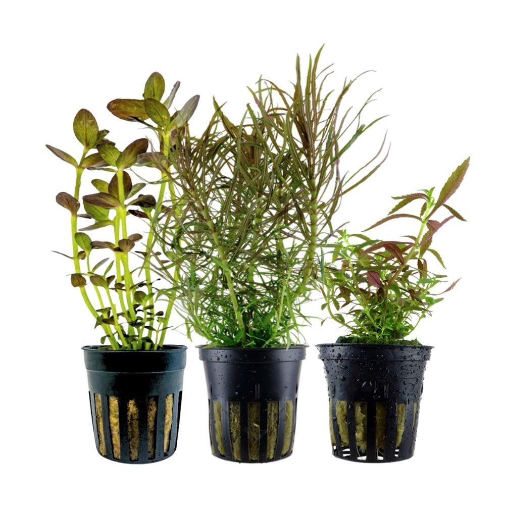 Aquaone Wasserpflanze 'Buntes' Set mit 3 Topf Pflanzen Aquariumpflanzen Set Nr.244