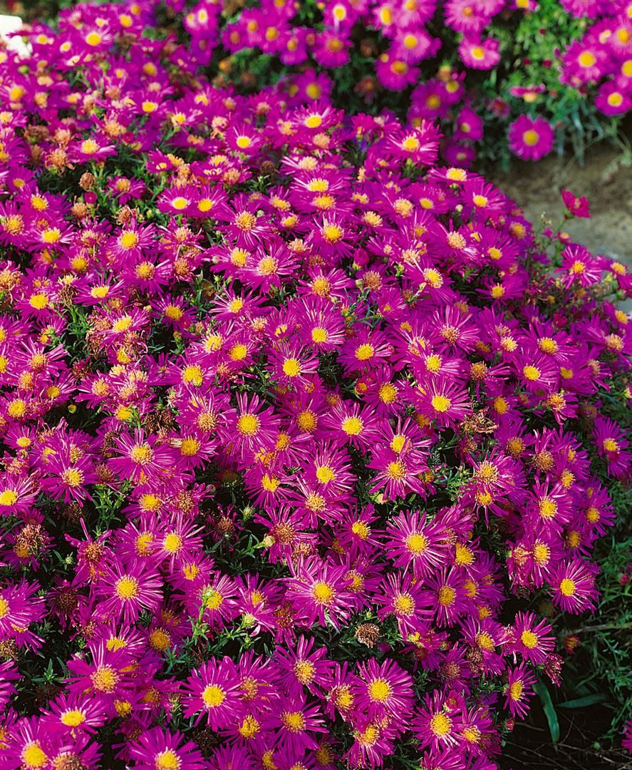 Pflanzen für Dich Staude Aster dumosus Alice Haslam, 1 St., Kissen-Aster, Herbstaster