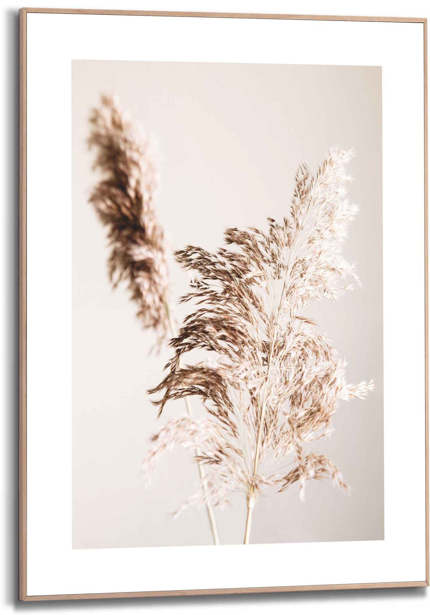 Reinders! Bild Gerahmtes Bild Pampasgras Natur günstig online kaufen