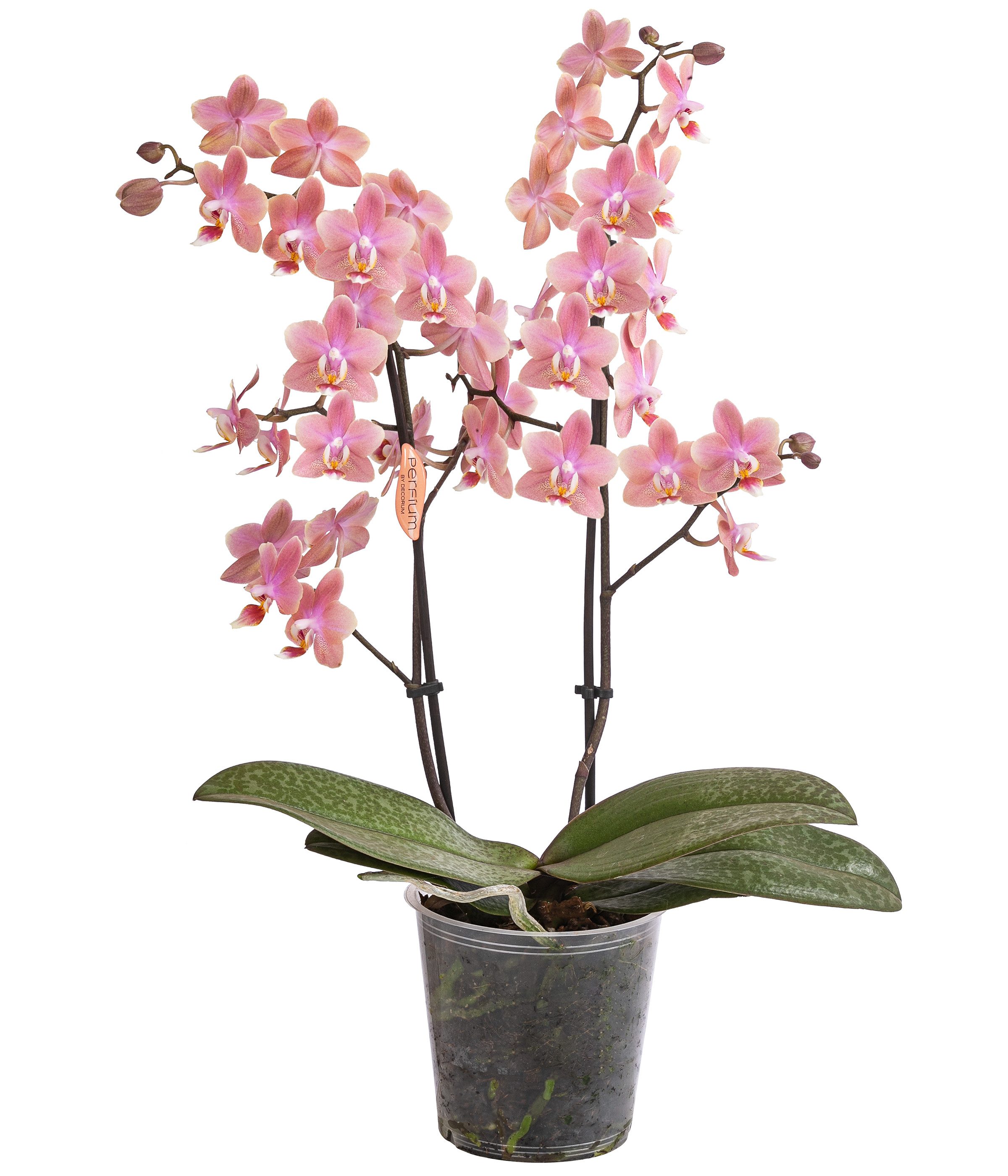 Dehner Zimmerpflanze Schmetterlingsorchidee, zweitriebig, 30 cm m. Pflanztopf, Ø Topf 12 cm, Orchidee, Zimmerpflanze, kräftige Farbe