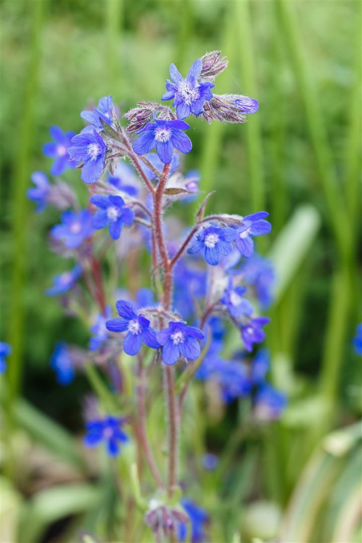 Pflanzen für Dich Staude Anchusa azurea, 1 St., Große Ochsenzunge, Italienische Ochsenzunge