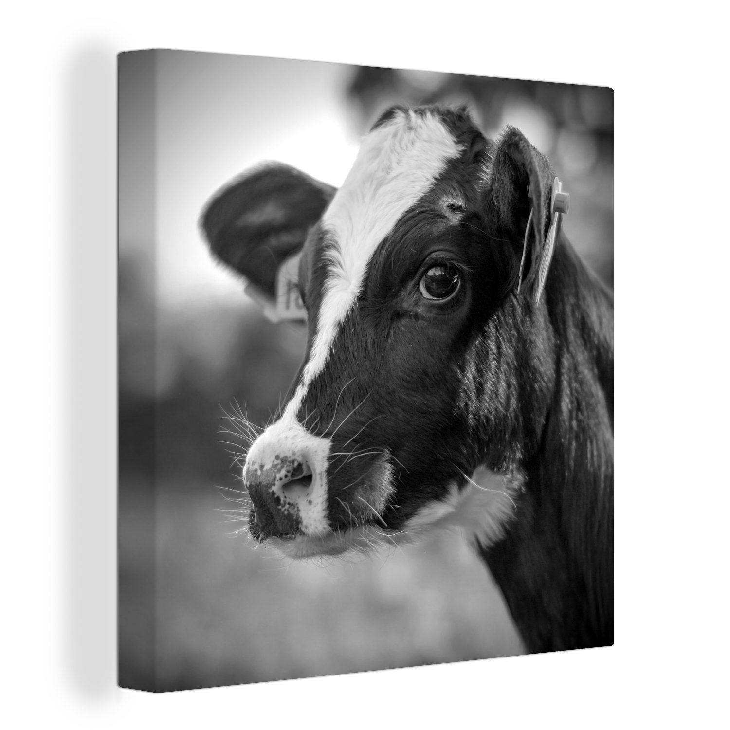 OneMillionCanvasses® Leinwandbild Nahaufnahme eines Kälbchens von einer Friesenkuh - schwarz-weiß, (1 St), Leinwand Bilder für Wohnzimmer Schlafzimmer bunt