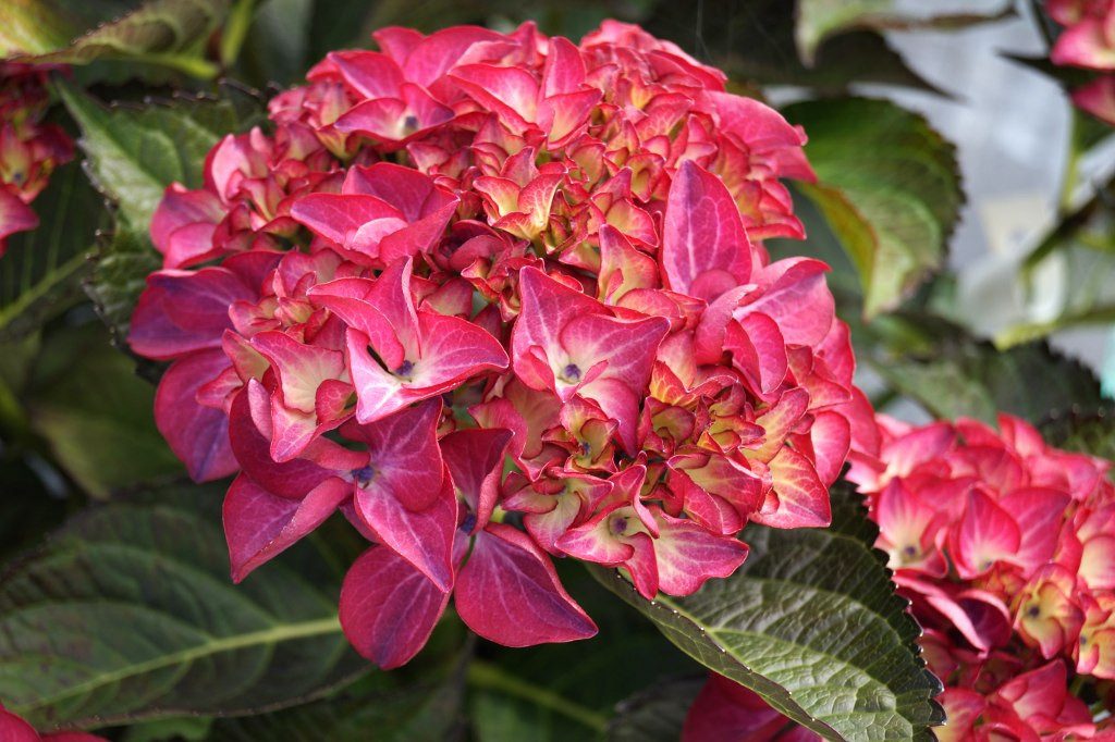Garten von Ehren Zierstrauch Hydrangea macrophylla Red Angel Containerware 40-60 cm hoch