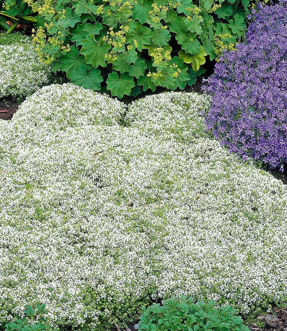BALDUR Garten Bodendecker Weißer Polsterthymian, 3 St., Geschmack, duftend, immergrün, bienenfreundlich, winterhart