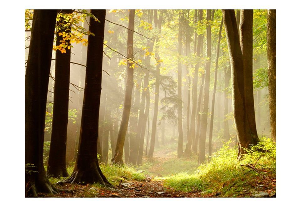 KUNSTLOFT Vliestapete Mysterious forest m, 2x1.54 lichtbeständige Tapete halb-matt, Design path
