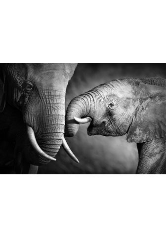  Картина »Elefant«
