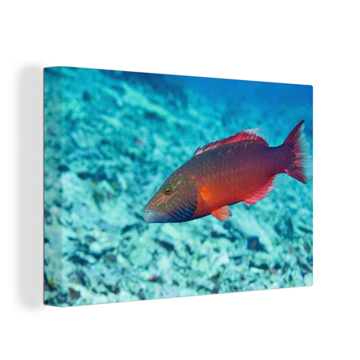 OneMillionCanvasses® Leinwandbild Fische - Tropisch - St), (1 Aufhängefertig, 30x20 Wandbild Wanddeko, Leinwandbilder, cm Rot