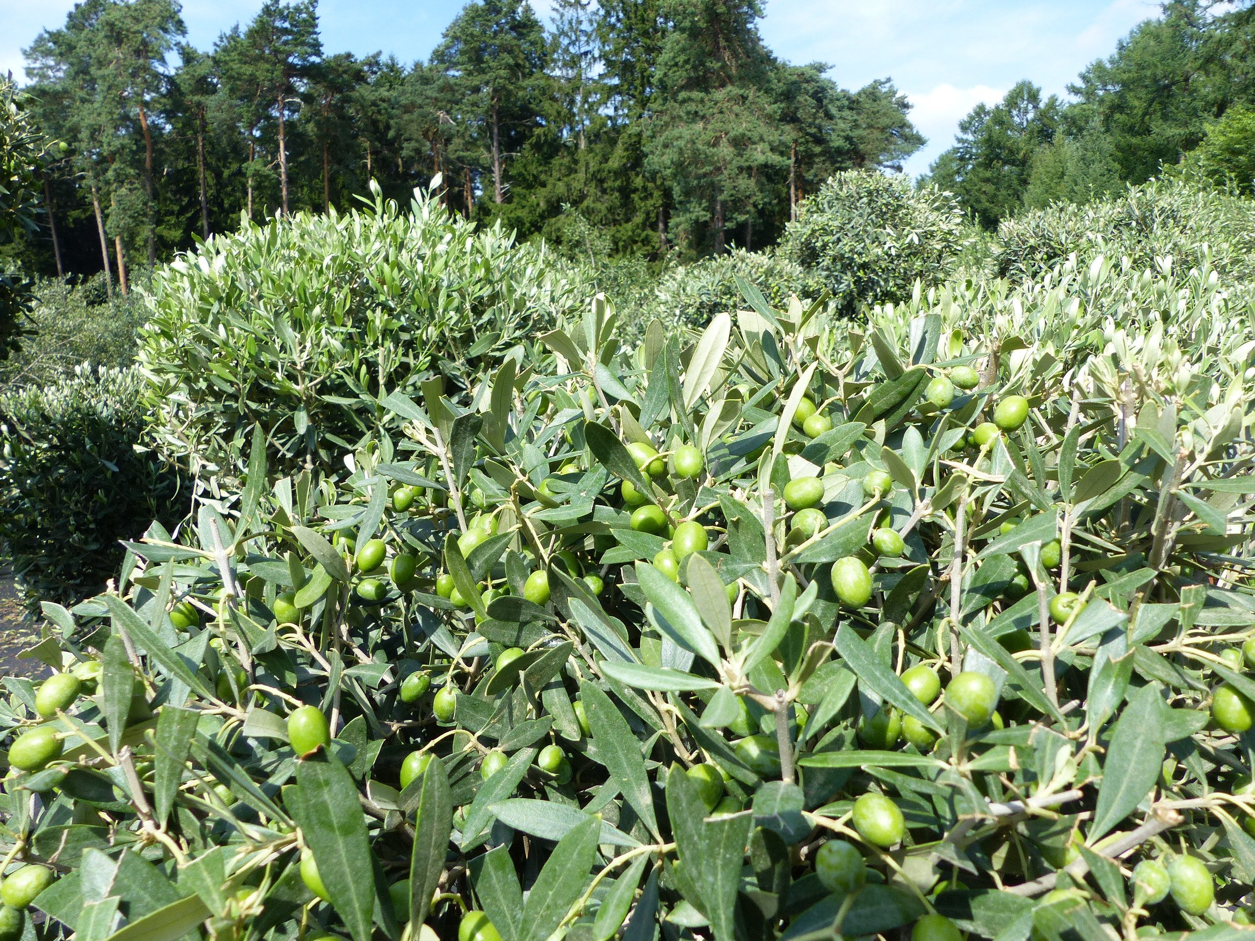 gruenwaren jakubik Zierstrauch Olivenbaum mit sehr vielen jungen Oliven günstig online kaufen