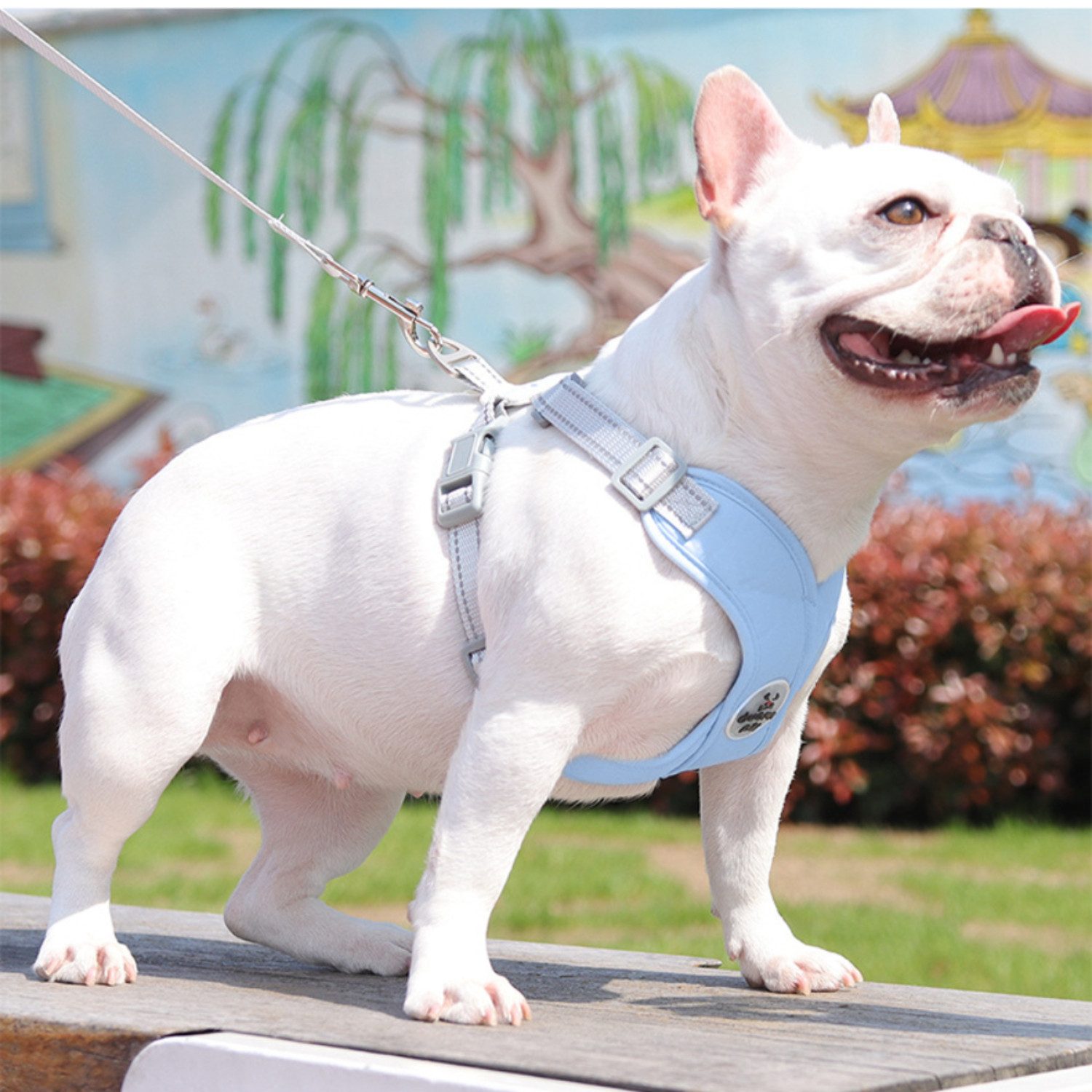 BYSURE Hunde-Geschirr, Hundegeschirr und Leine-Set günstig online kaufen