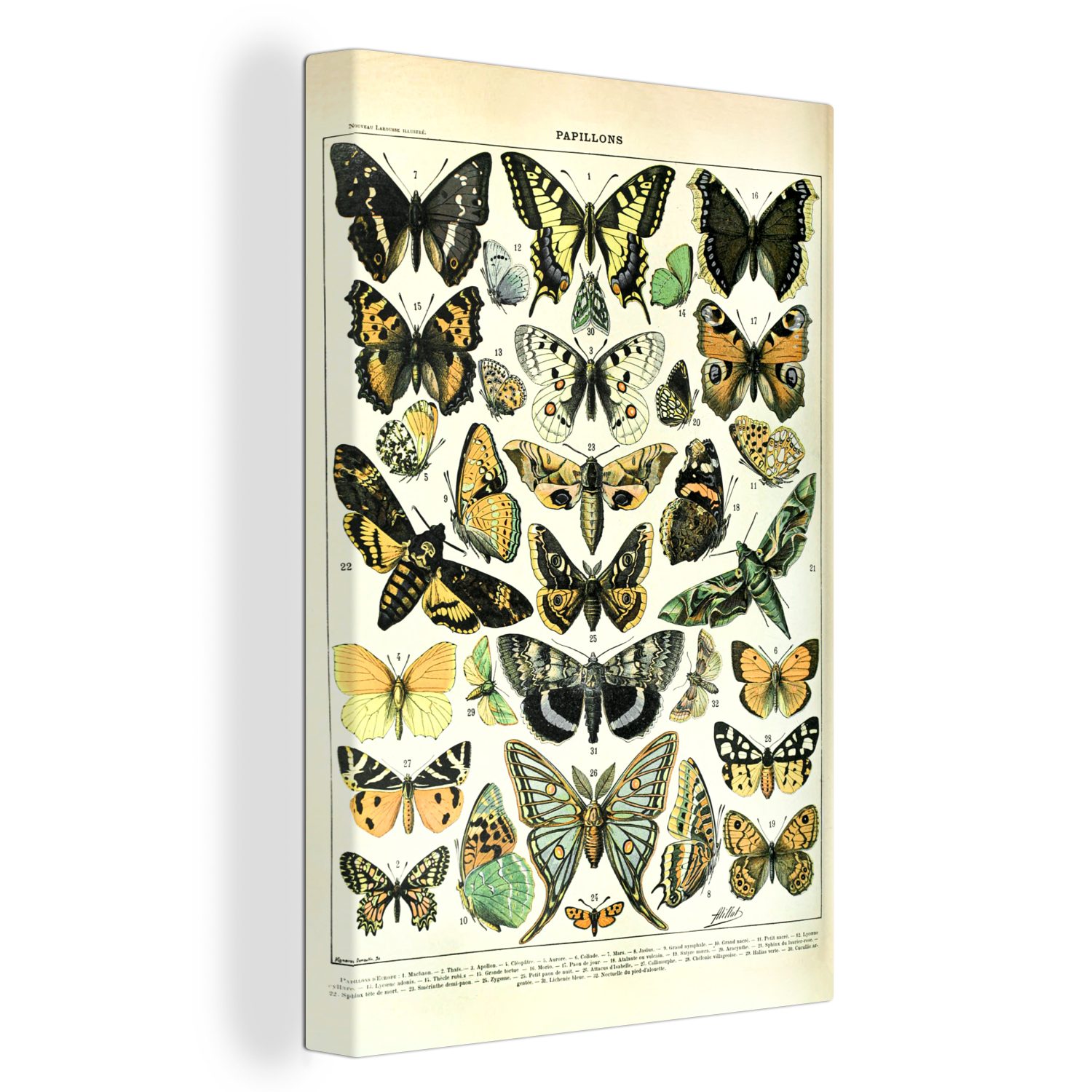 OneMillionCanvasses® Leinwandbild Schmetterling - Tiere - Insekten, (1 St), Leinwandbild fertig bespannt inkl. Zackenaufhänger, Gemälde, 20x30 cm