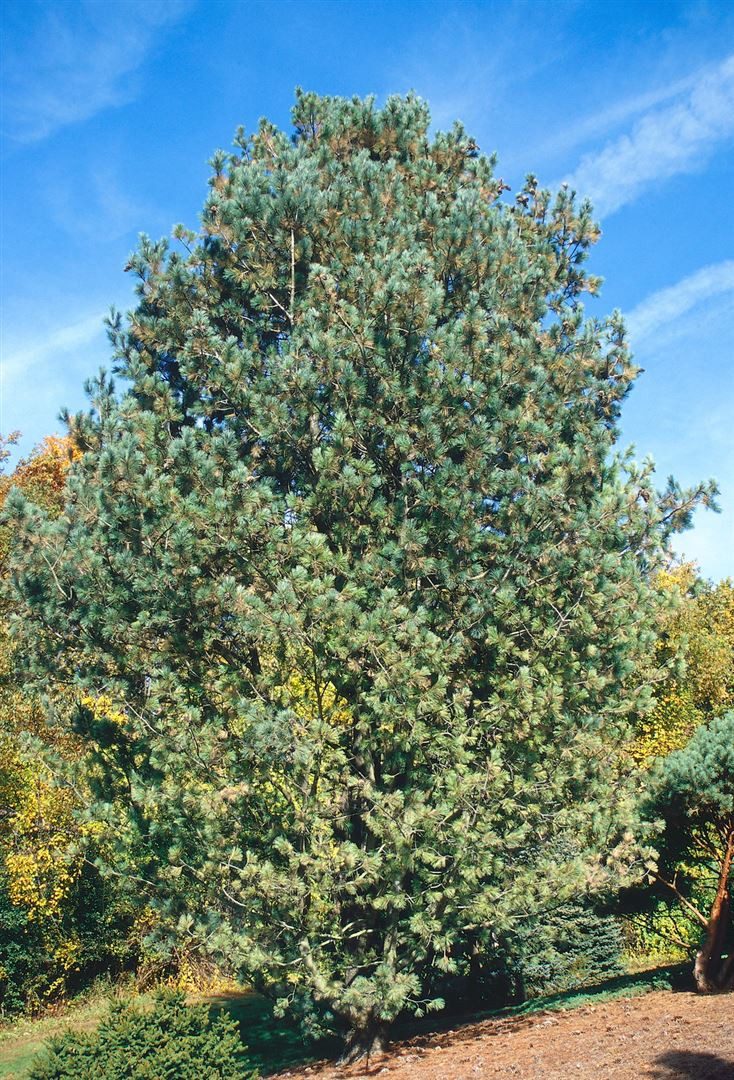 Pflanzen für Dich Konifere Pinus peuce, 1 St., Mazedonische Kiefer, Schlangenhaut-Kiefer, winterhart, nadelbaum