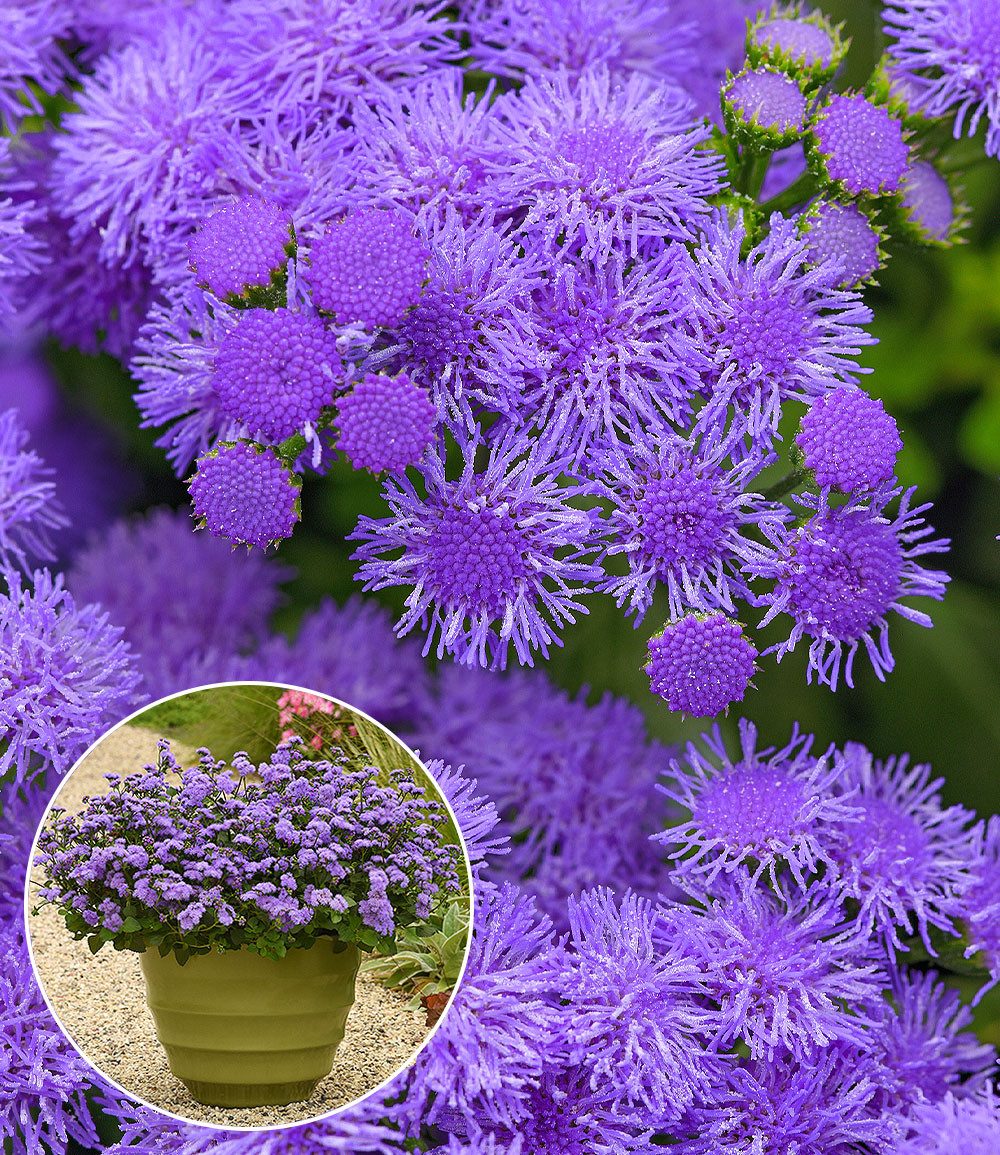 BALDUR Garten Balkonpflanze Ageratum 'Monarch Magic®', 2 St., Schmetterlingsfreundlich, bienenfreundlich, pflegeleicht