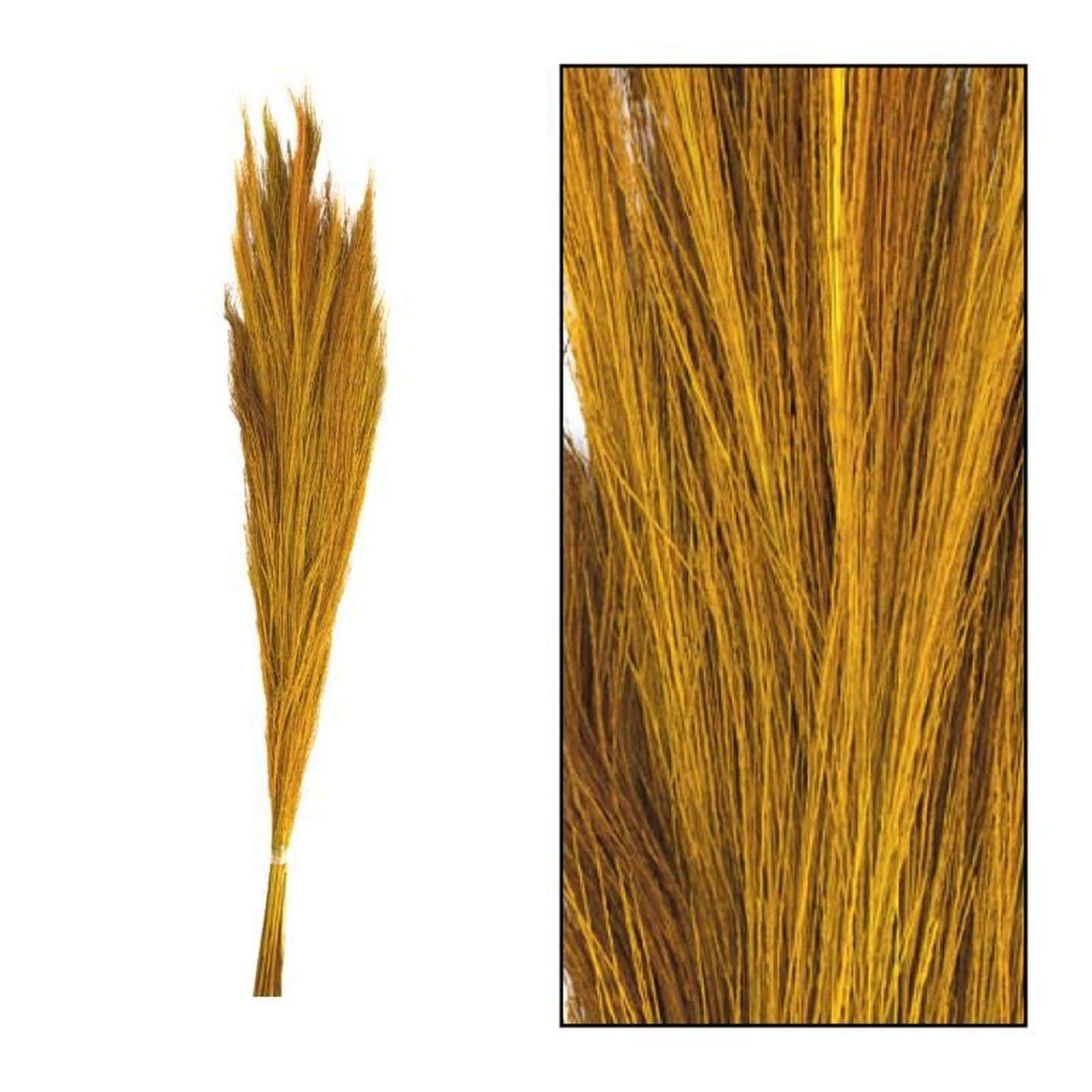 cm 100g, Ginstergras DIJK grass - 90-105 - - Thysanolaena - Broom Trockenblume gelb