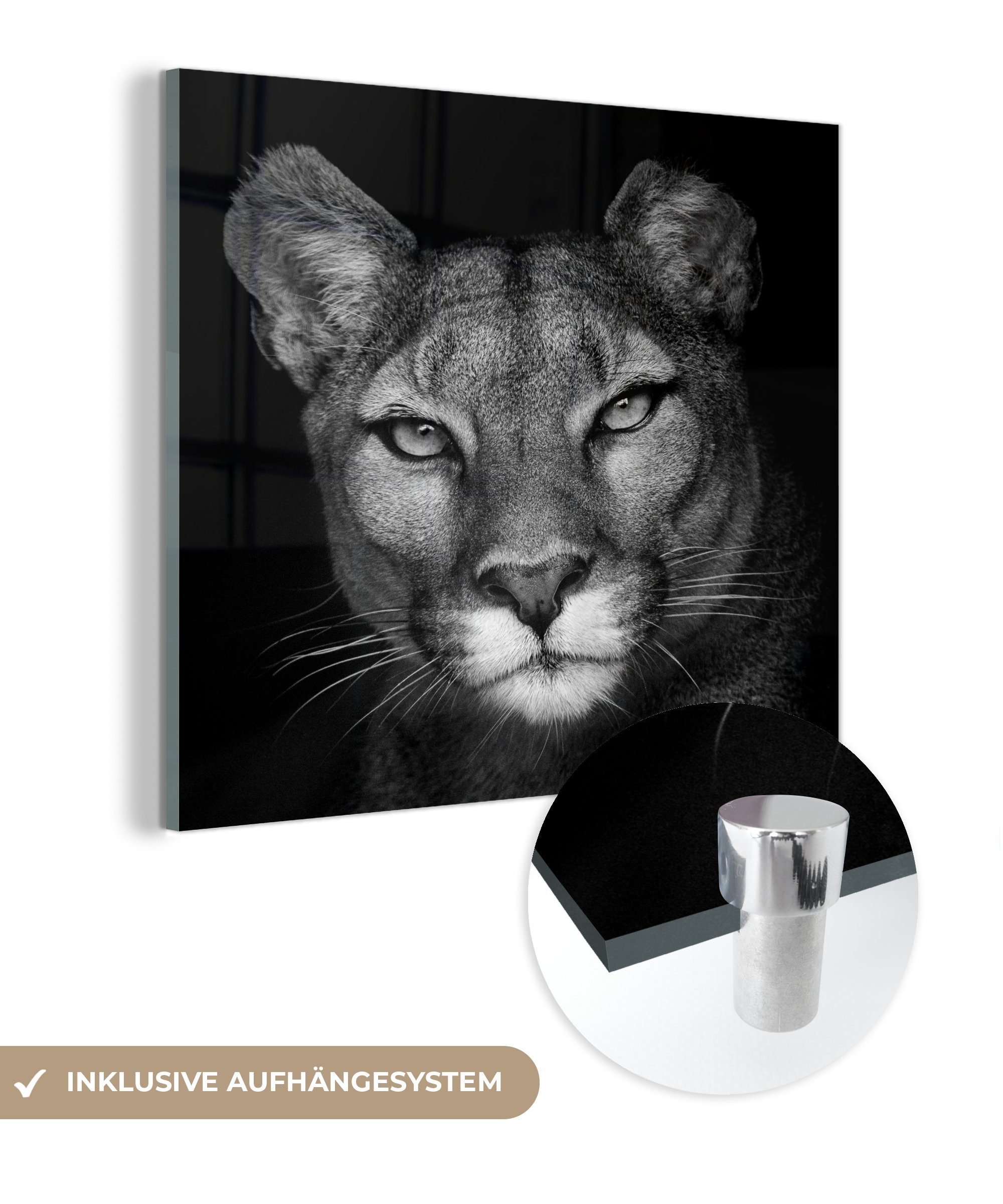 MuchoWow Acrylglasbild Porträtfoto eines Pumas auf schwarzem Hintergrund, (1 St), Glasbilder - Bilder auf Glas Wandbild - Foto auf Glas - Wanddekoration