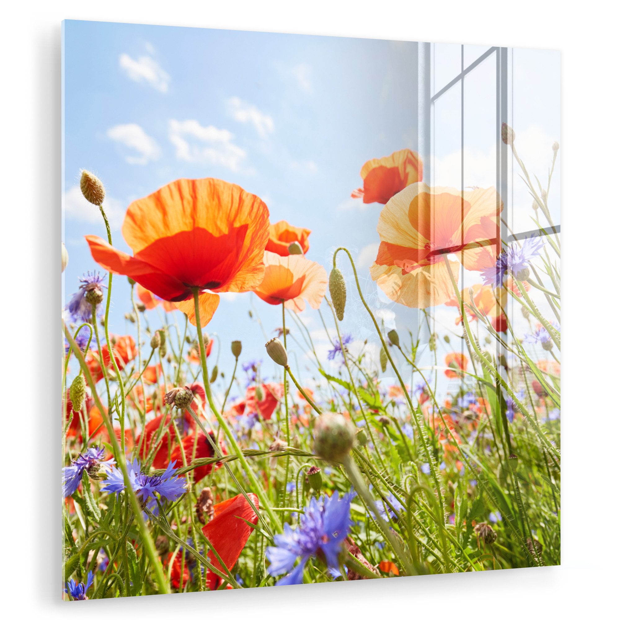 MuchoWow Acrylglasbild Blumen - Mohn - günstig online kaufen