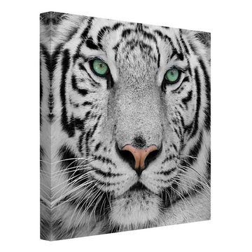 Bilderdepot24 Leinwandbild Tiere Modern Weißer Tiger schwarz weiss Bild auf Leinwand Groß XXL, Bild auf Leinwand; Leinwanddruck in vielen Größen