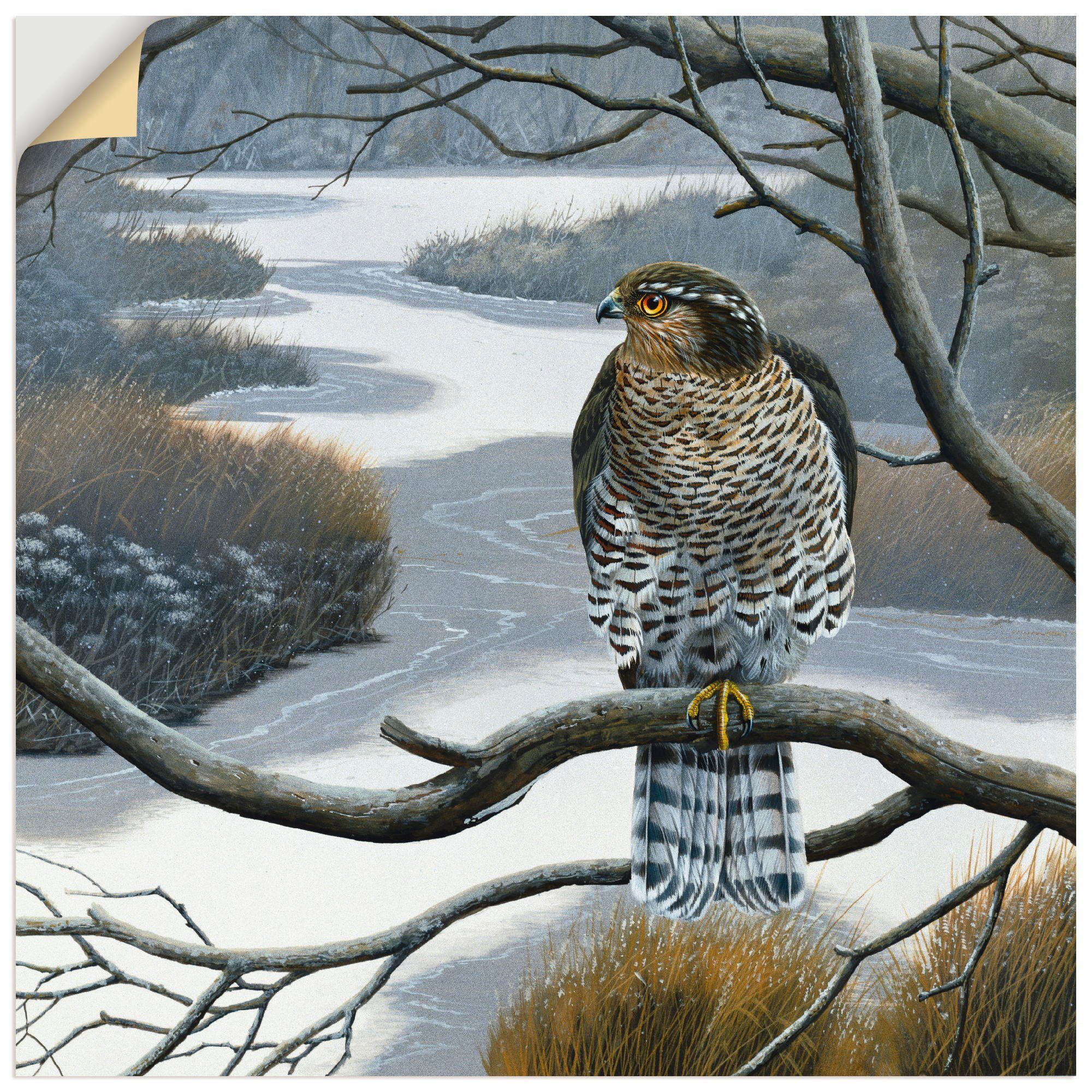 Artland Wandbild Falke im Baum, Vögel (1 St), als Leinwandbild, Wandaufkleber oder Poster in versch. Größen