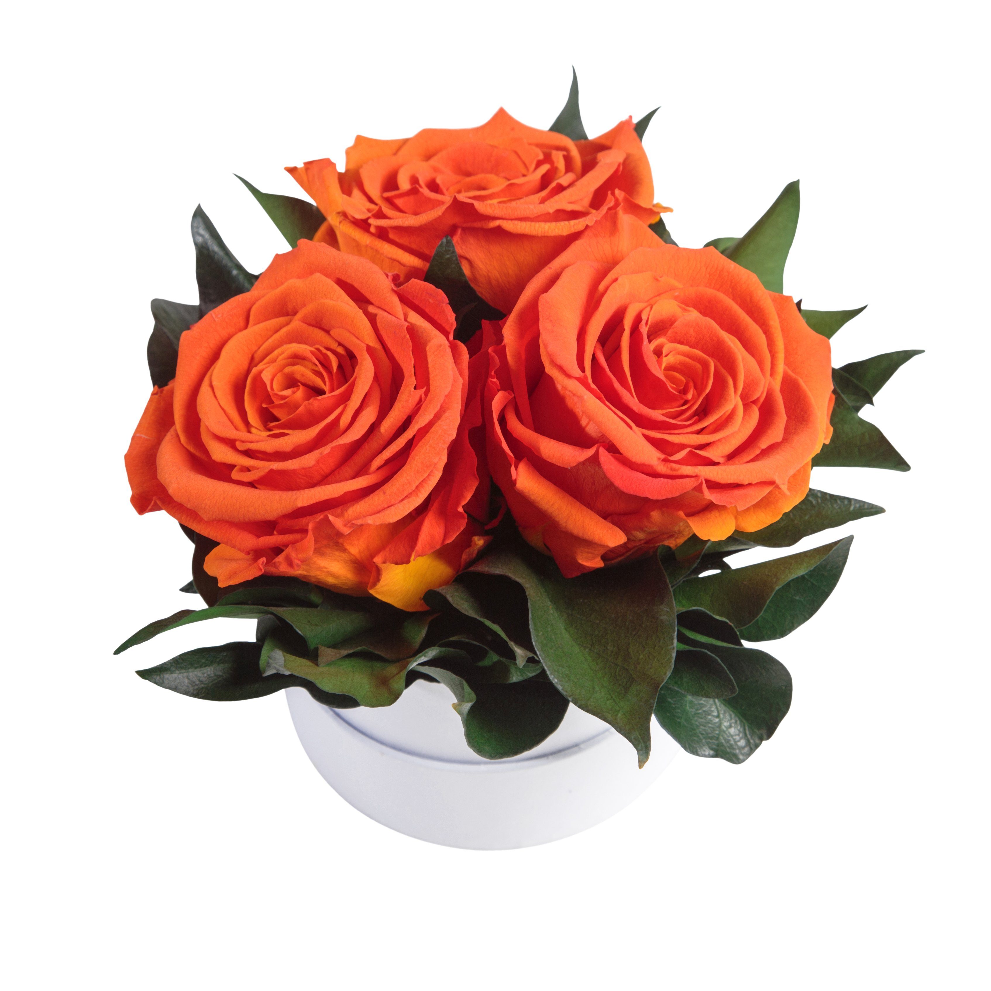 Infinity echte Geschenk SCHULZ Kunstblume weiß Heidelberg, rund 10 Rose, Höhe Orange cm, konserviert für Rosen Rosenbox ROSEMARIE Rosen 3 Sie