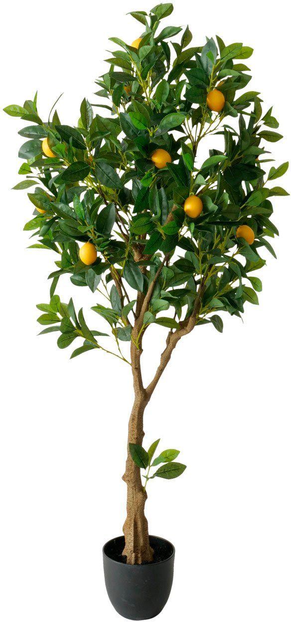Kunstbaum Zitrone, BOLTZE, Höhe 161 cm. € 389,99