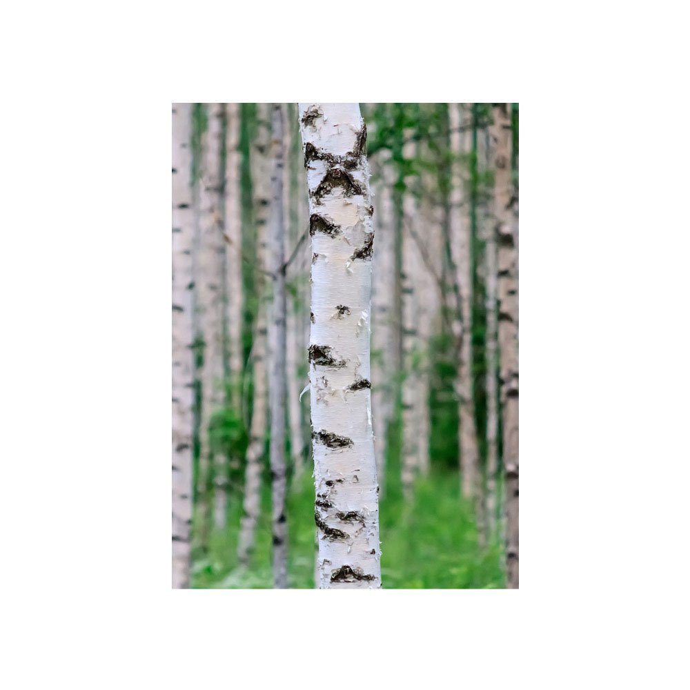 Birke 3D Birkenwald Wald Wald liwwing 81, Fototapete no. liwwing Stämme Fototapete perspektive