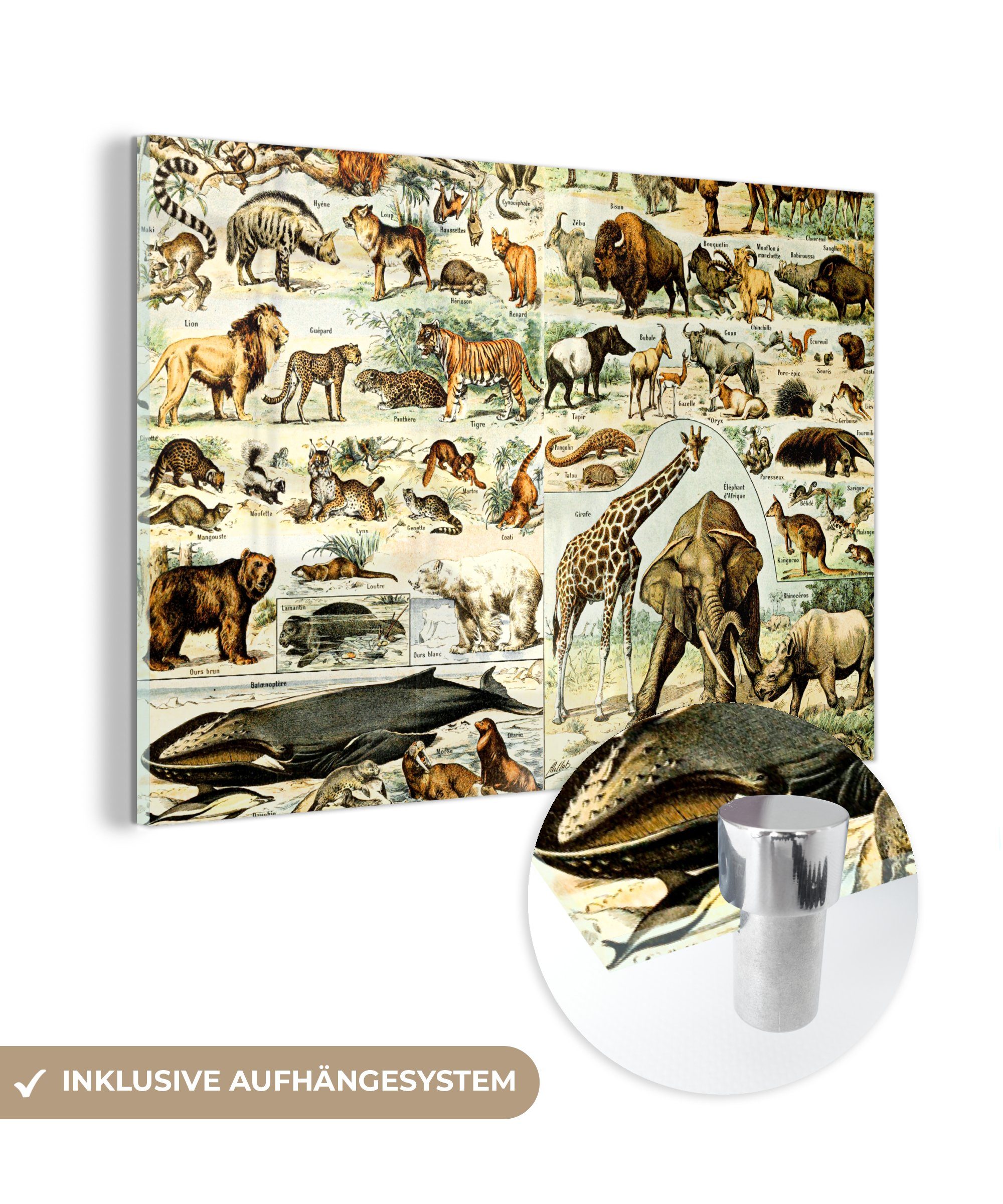 - St), Tiere - Bilder Foto Wanddekoration Glas auf MuchoWow Glas Acrylglasbild - (1 Giraffe auf - - Wandbild Löwe, Glasbilder