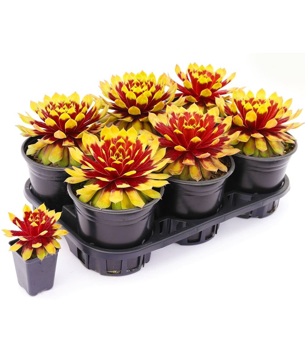 BALDUR Garten Bodendecker Sempervivum Giants 'Gold Mine®', 1 St., Trockenresistent, genügsam, winterhart, mehrjährig