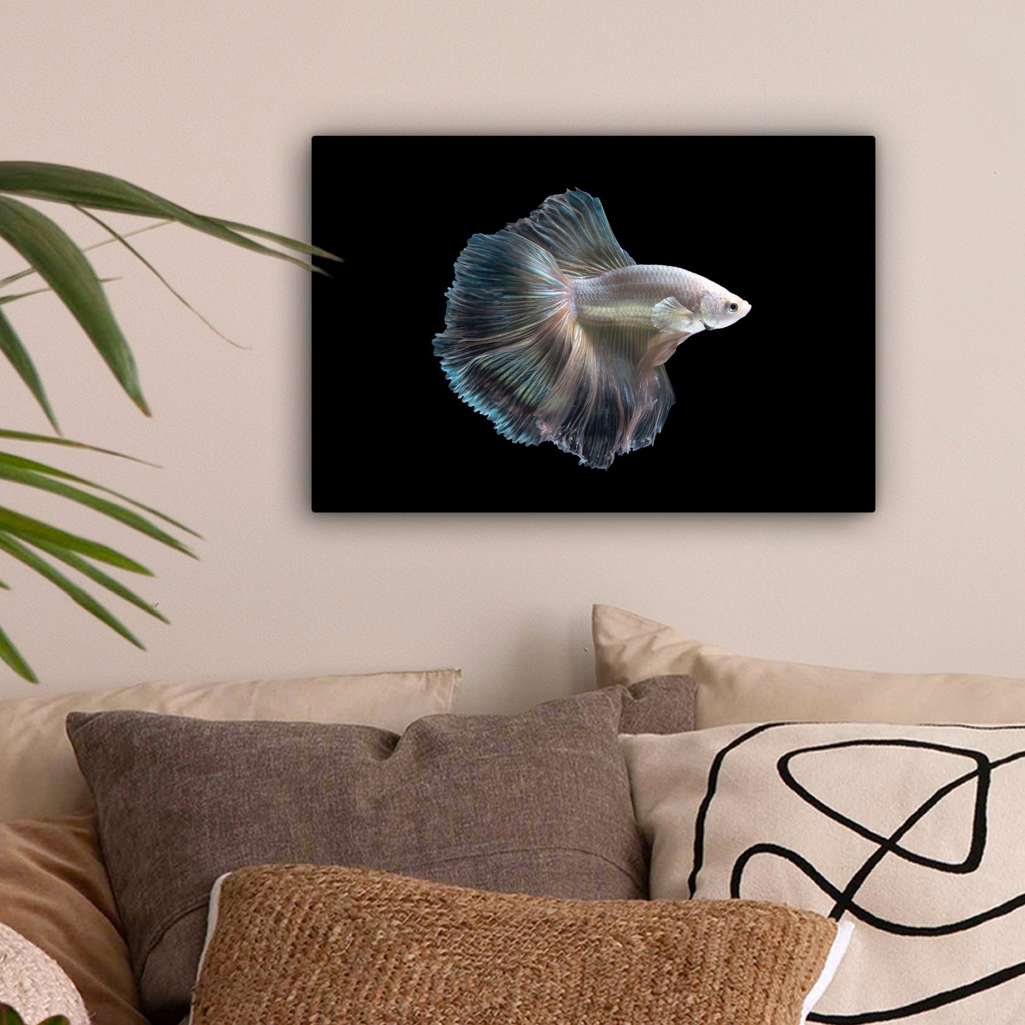 OneMillionCanvasses® Leinwandbild Fisch - Schwanz - günstig online kaufen