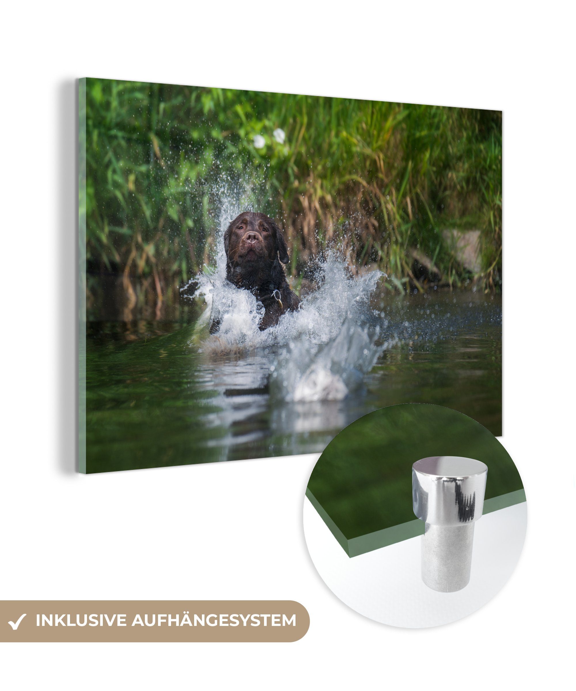 MuchoWow Acrylglasbild Brauner Labrador springt ins Wasser, (1 St), Acrylglasbilder Wohnzimmer & Schlafzimmer