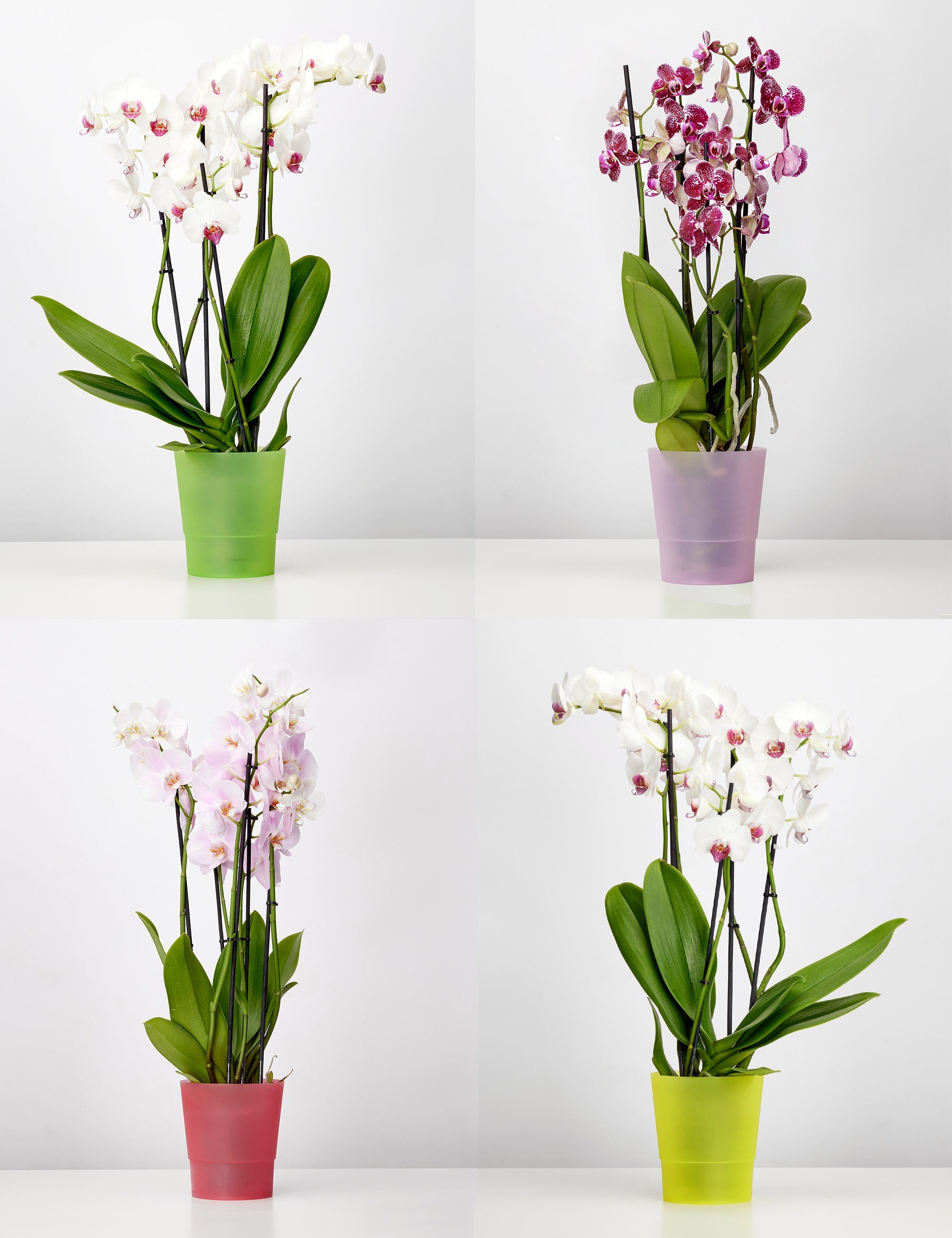 Blumentopf Orchideen für 2 Stück GD-0038 Rot46 Garronda