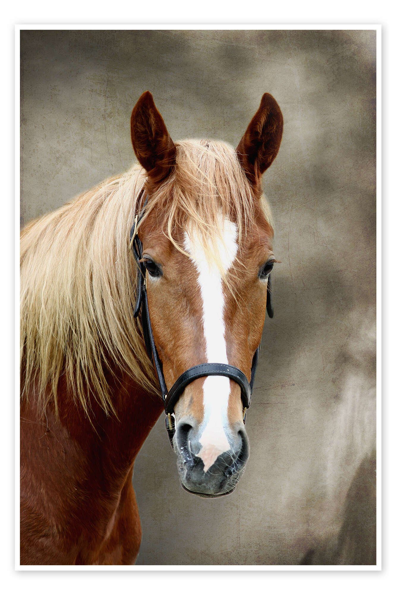 Posterlounge Poster WildlifePhotography, Pferde, Fotografie