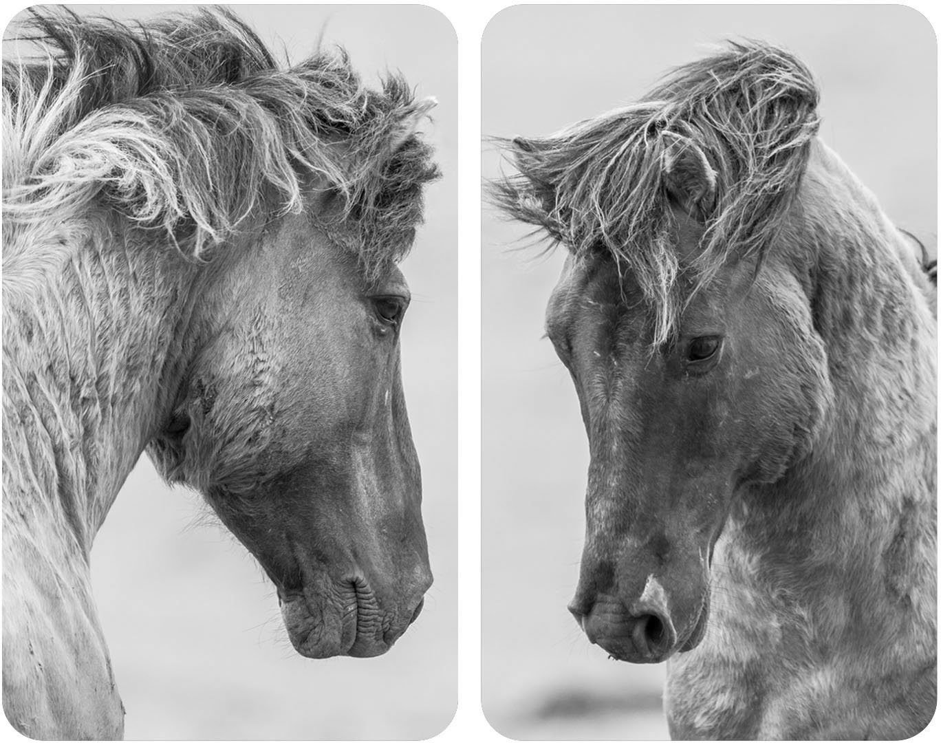 WENKO Herd-Abdeckplatte Horses, Herdarten Kunststoff, alle für (Set, 2 Glas, tlg)