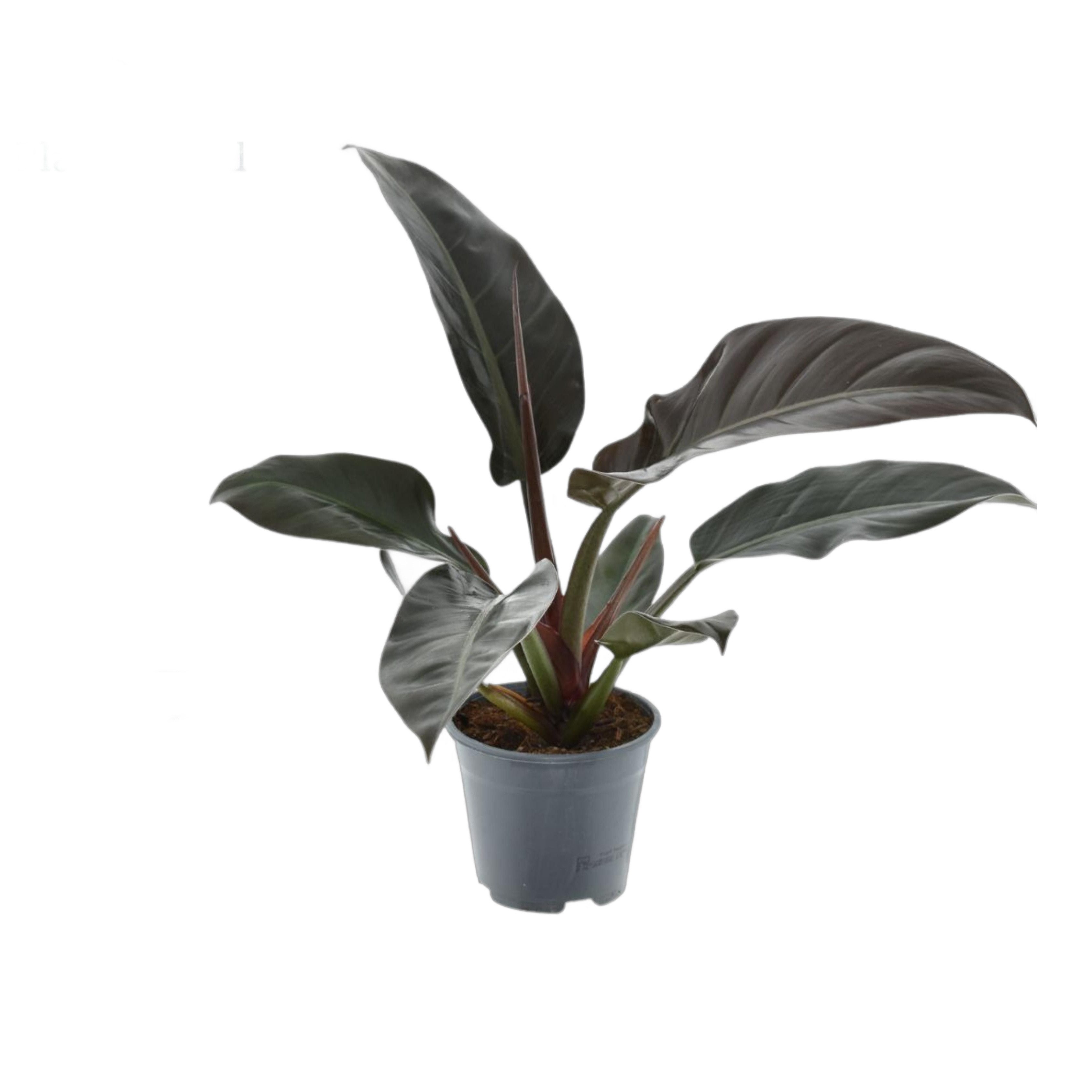 meinvipshop Zimmerpflanze Philodendron Imperial Red 35cm Zimmerpflanze