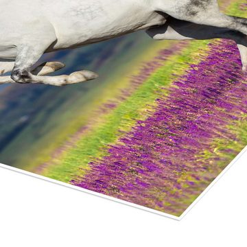 Posterlounge Poster Editors Choice, Lipizzaner auf einer Blumenwiese, Fotografie