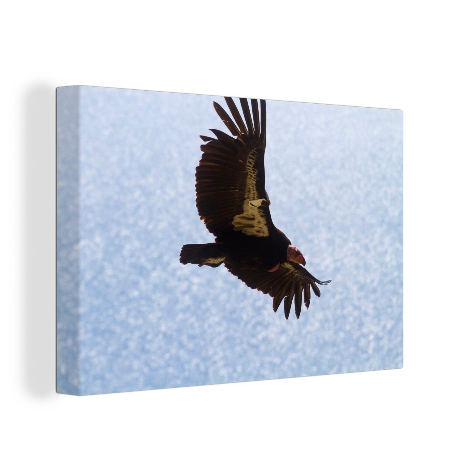 OneMillionCanvasses® Leinwandbild Ein kalifornischer Kondor fliegt über das Wasser, (1 St), Wandbild Leinwandbilder, Aufhängefertig, Wanddeko, 30x20 cm