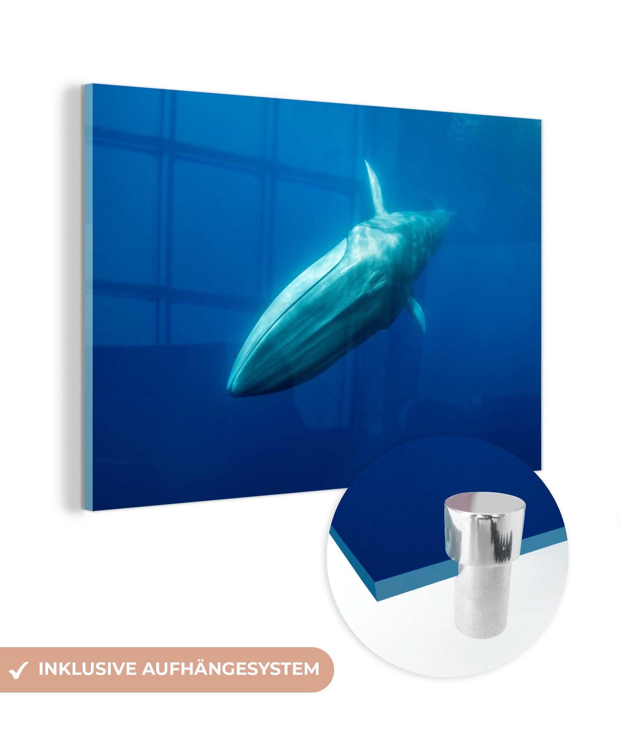 MuchoWow Acrylglasbild Blauwal - Ozean - Wal, (1 St), Acrylglasbilder Wohnzimmer & Schlafzimmer