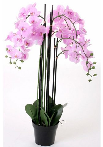  Kunstorchidee »Orchidee XXL&laqu...