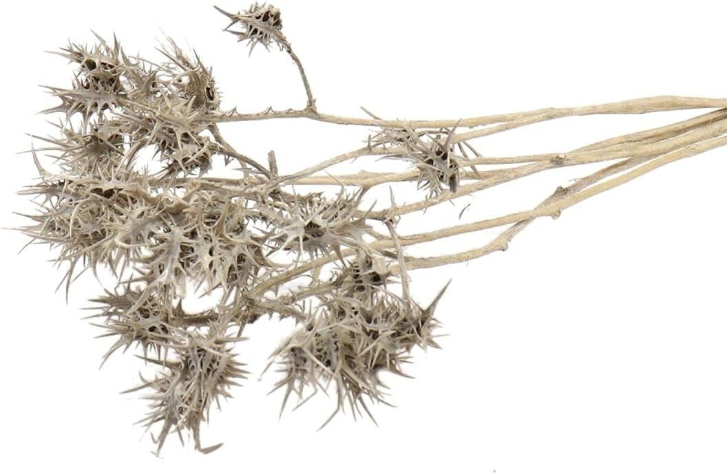 Trockenblume Eryngium amethystinum in Natur, Länge ca. 50cm Trockenblumen