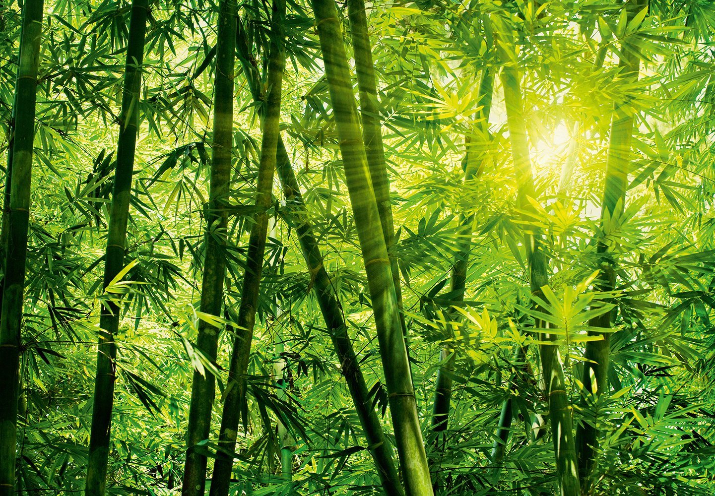 Fototapete »Bamboo Forest«, 8-teilig, 366x254 cm Fototapete »Bamboo Forest«, 8-teilig, 366x254 cm